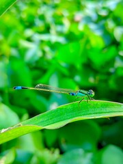 dragonfly on a leaf