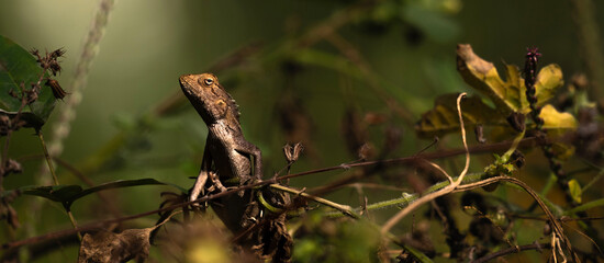 Fototapeta premium Herping in woods 
