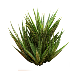 Snake Plant - Dracaena Trifasciata tree isolate on white background, high resolution image 45MP