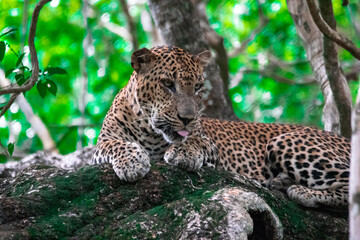leopard resting on the tree