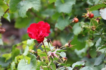 Neef an der Mosel - rote Blume