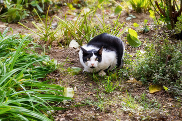 Fototapeta premium Adorable White Kitten and Black Puppy in a Green Grass Landscape