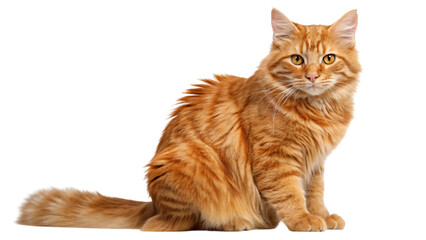 Cute orange kitten isolated on white background