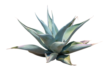 Agave tree isolate on white background, high resolution image 45MP