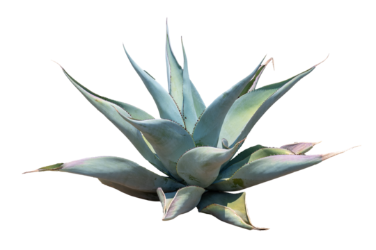 Agave tree isolate on white background, high resolution image 45MP