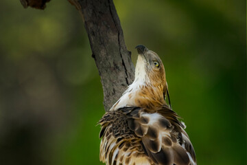 brown hawk