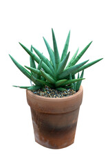 The Snake Plant - Dracaena Trifasciata tree isolate on white background, high resolution image 45MP