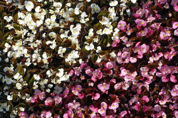 Begonia semperflorens in bed. Flowers background.