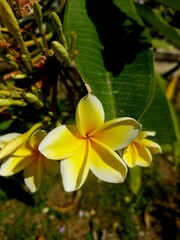Frangipani is a group of plants in the genus Plumeria. Located on a small tree with thin but thick...