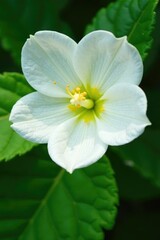 Detail of white corolla with visible yellow stamens on green leaf, white, botanical