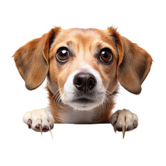 beagle puppy isolated on transparent background.