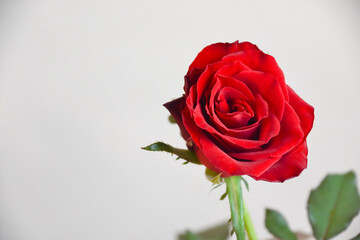 赤い薔薇