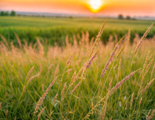 Obraz premium Close up colorful flower grass and sunset background. landscape in the meadow, The idea of World environment day and green. 