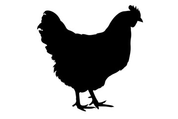 black and white chicken