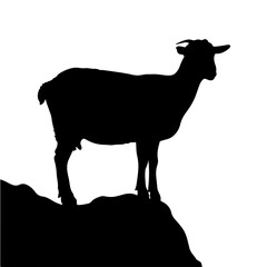 goat on a white background