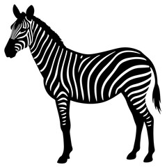 zebra isolated on white