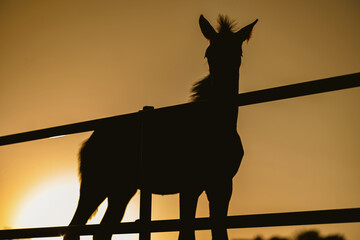 horse in backlight at sunset