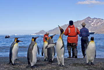 King Penguins standing with humans waiting for landing boats on South Georgia, Antarctica © David