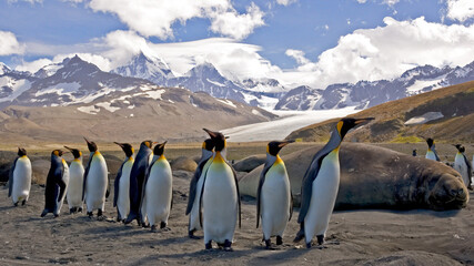 King Penguins with Elephant Seal in background in South Georgia, Antarctica © David