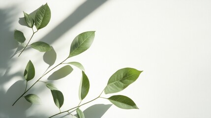 Sunlight shadows on green leaves, minimalist design, white background, website banner