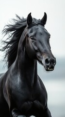 Fototapeta premium Striking black horse galloping freely along a misty shoreline at sunrise with flowing mane and powerful stance