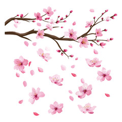 Cherry blossom tree branch with pink flowers vector