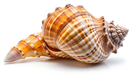 Fototapeta premium Seashell, Spiral, Mollusk Shell, Brown, White, Texture