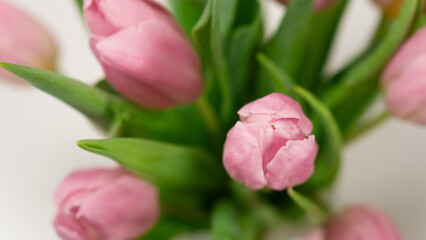 bouquet of pink tulips on white background 2