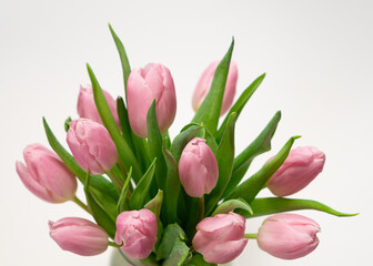 bouquet of pink tulips isolated on white background