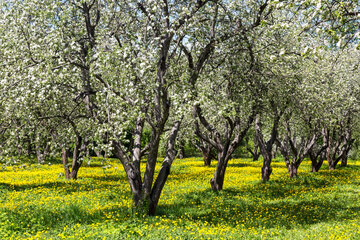 An old blooming apple orchard with meadows of blooming dandelions in spring