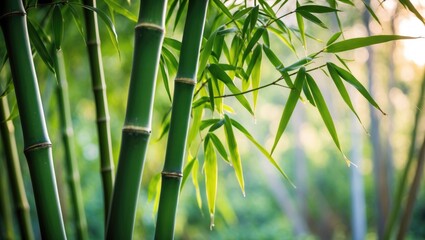 Lush green bamboo stalks with sunlight filtering through leaves creating a serene natural backdrop for relaxation and tranquility themes.