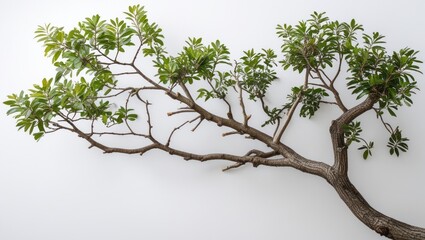 Fototapeta premium Green foliage tree branch against a white background providing ample Copy Space for text placement