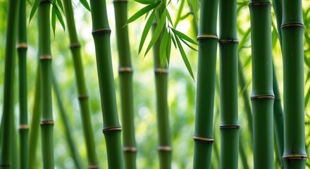 Fototapeta premium Bamboo forest close-up showcasing vibrant green stalks and delicate leaves nature background for tranquility and harmony themes.