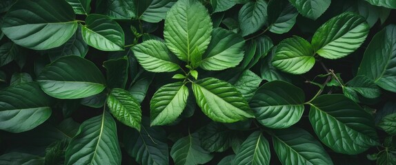 Fototapeta premium Lush Green Leaves Background with Abundant Foliage and Space for Text or Graphics in Nature Inspired Design