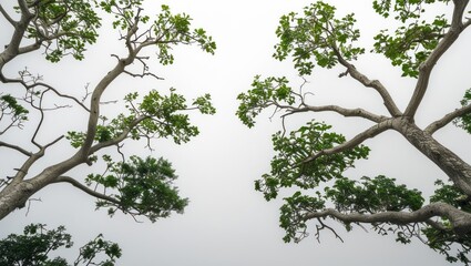 Fototapeta premium Tree branches with green leaves against a cloudy sky natural backdrop Copy Space