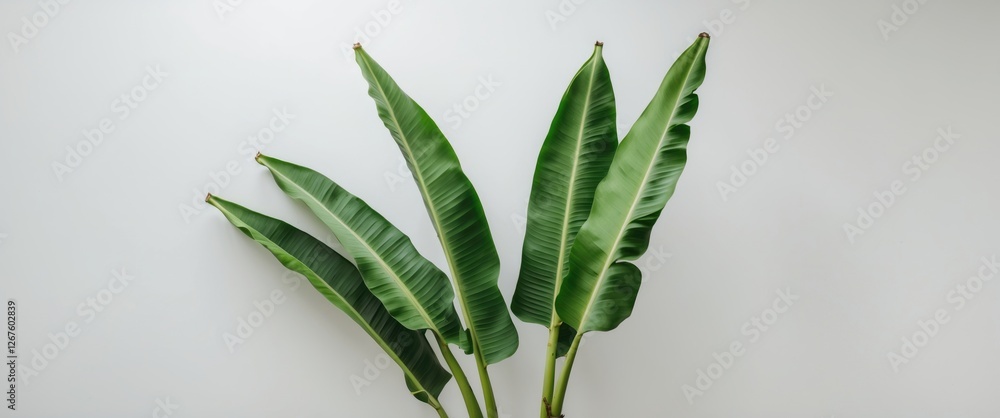 Poster vibrant banana leaves isolated on white background providing ample space for text and design element