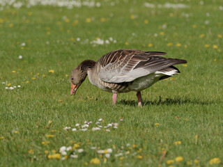 grasende Gans