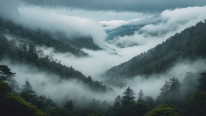 Obraz premium Misty Mountain Forest Landscape with Lush Trees and Enveloping Fog Creating a Serene Atmosphere in the Valley.