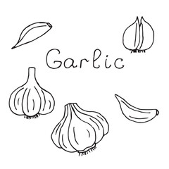 Garlic set, hand drawn sketch, vector illustrationь