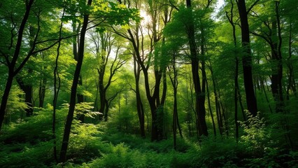 Fototapeta premium Lush green forest with sunlight filtering through trees, woodland landscape, overgrown vegetation