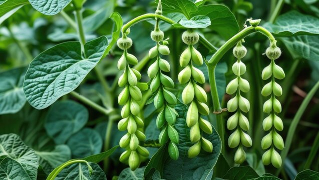 Fresh cluster beans showcasing Guar beans in a lush green garden setting highlighting the natural beauty of Indian vegetables.