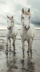 Two white horses standing on a sandy beach during cloudy weather at low tide
