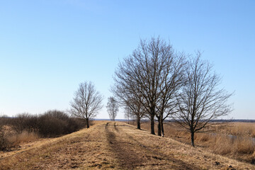 
landscape with dirt road, trees and clear blue sky.