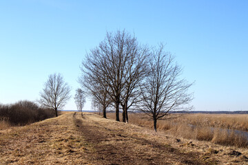
landscape with dirt road, trees and clear blue sky.