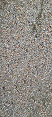 A sandy beach full of shells. #1