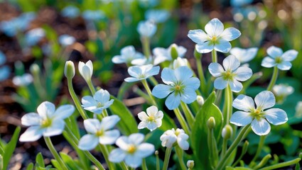 Obraz premium Greater Stitchwort Blossoms in Spring Garden, Close-Up of Delicate White Flowers with Green Foliage, Natural Blooming Beauty