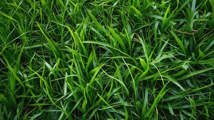 Vibrant green grass texture for nature backgrounds and eco-friendly designs showcasing lush natural landscapes.