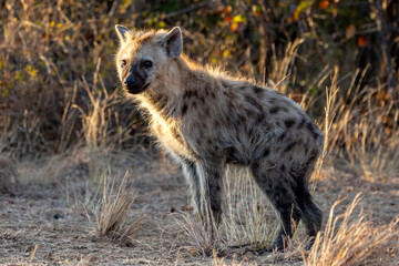 Hyena.