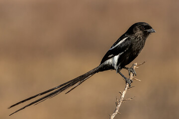 Magpie shrike.