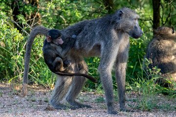 Chacma baboon.